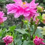 Dahlia pinnata অভ্যাস