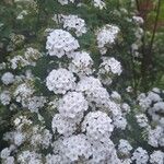 Spiraea chamaedryfolia Цветок