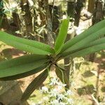 Cyrtorchis ringens Leaf