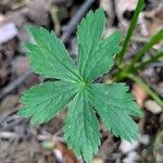 Astrantia major 葉