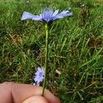 Cichorium endiviaKukka