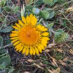 Grindelia hirsutula 花