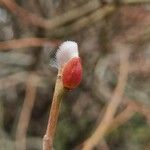 Salix viminalis 花