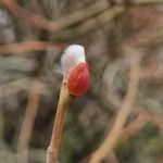 Salix viminalis ফুল