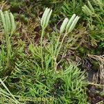 Lycopodium × zeilleri Elinympäristö