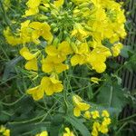 Brassica napus Λουλούδι