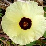 Hibiscus surattensis Virág