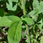 Phacelia mutabilis Foglia