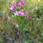 Centaurium littorale Virág