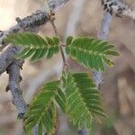 Calliandra eriophylla Lapas