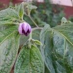 Capsicum pubescens Flor