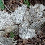 Eryngium giganteum Blatt