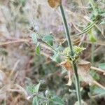 Stachys setifera Кора