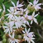 Baccharoides lasiopus Kukka