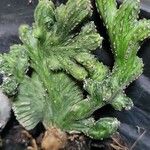 Cereus spegazzinii Leaf