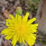 Crepis foetida Цвят