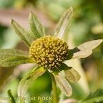 Bidens radiata Fruto