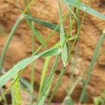 Alopecurus myosuroides Leaf