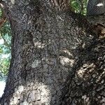 Sterculia murex Bark