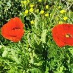 Papaver argemone Fula