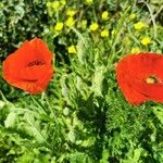 Papaver argemone Kvet