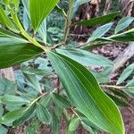 Acacia mangium Ліст