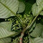 Psychotria panamensis Nyingine