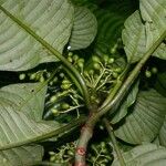 Psychotria panamensis Іншае