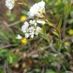 Arabis ciliata Kwiat