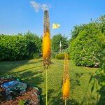 Eremurus robustus Fleur