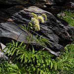 Sanguisorba dodecandra 花