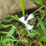 Cipura paludosa Blomst