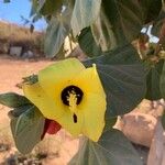 Hibiscus tiliaceus Bloem