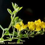 Cytisus ardoinoi Other