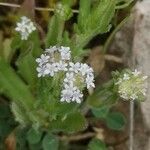 Valerianella discoidea Хабит