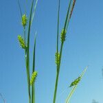 Carex punctata Beste bat