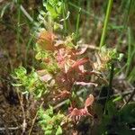 Lythrum borysthenicum Žiedas