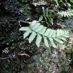 Hymenasplenium unilaterale Blad