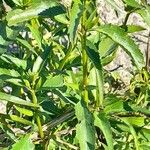 Gymnocoronis spilanthoides 葉