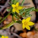 Centaurium maritimum 花