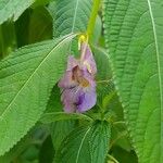 Impatiens arguta Flor