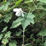 Abutilon vitifolium Blad