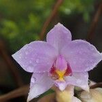 Spathoglottis unguiculata Flower