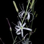 Chlorogalum pomeridianum Λουλούδι
