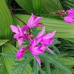 Bletilla striata Кветка