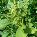 Amaranthus spinosusLeht