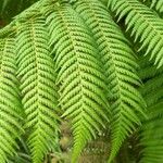 Dicksonia antarctica 葉