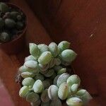 Cotyledon pendens Hoja