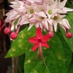 Clerodendrum umbellatum Flower