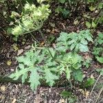 Heracleum sphondyliumبرگ